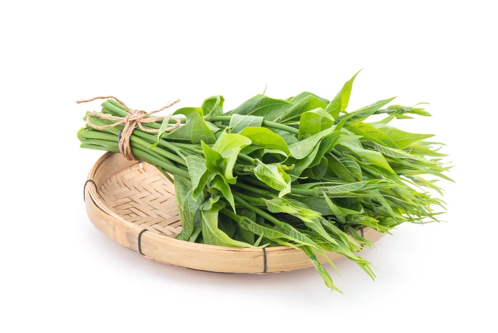 gymnema-inodorum-branch-green-leaves-isolated-white