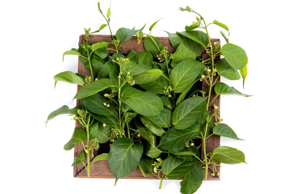 gymnema-inodorum-green-leaves-flowers-isolated-white-background-top-view-flat-lay