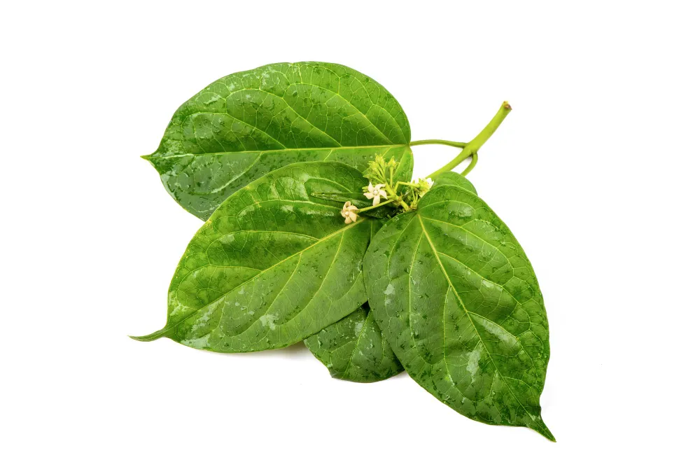gymnema-inodorum-green-leaves-flowers-isolated-white
