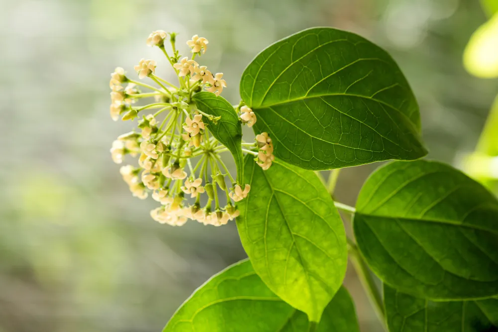 gymnema-inodorum-green-leaves-flowers-nature-surface