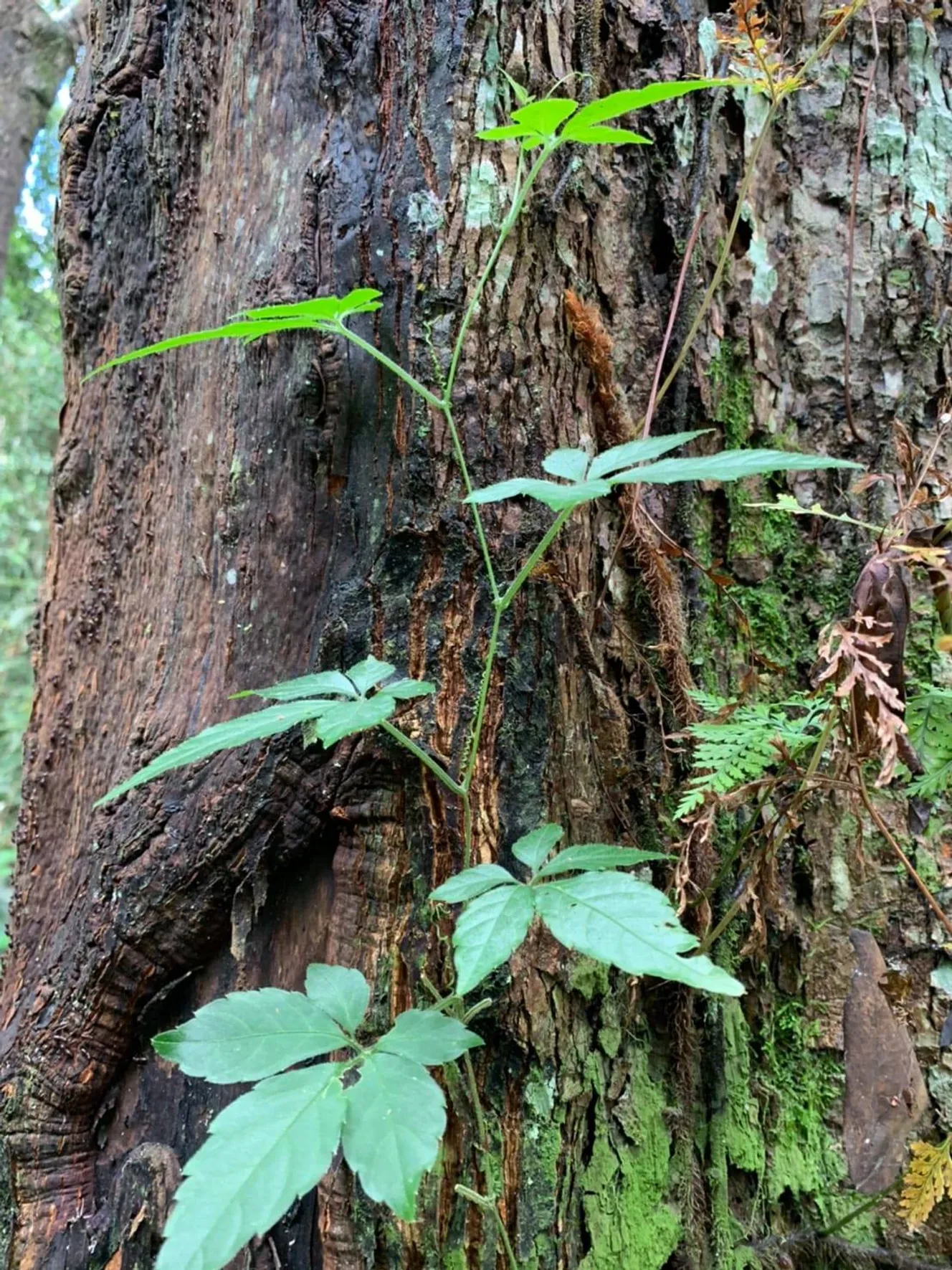 WebPost1Jiaogulan