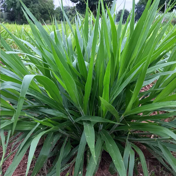 iTopPlus106311691054