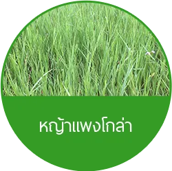 iTopPlus1181770154051