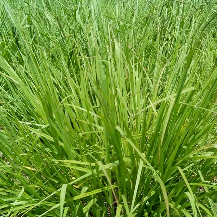iTopPlus1505059052925
