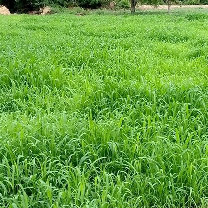 iTopPlus864341453580