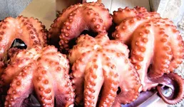 iTopPlus1129236555965