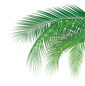 WEBNCCOCONUT2025-04