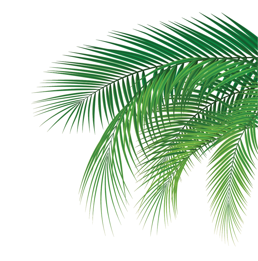 WEBNCCOCONUT2025-04