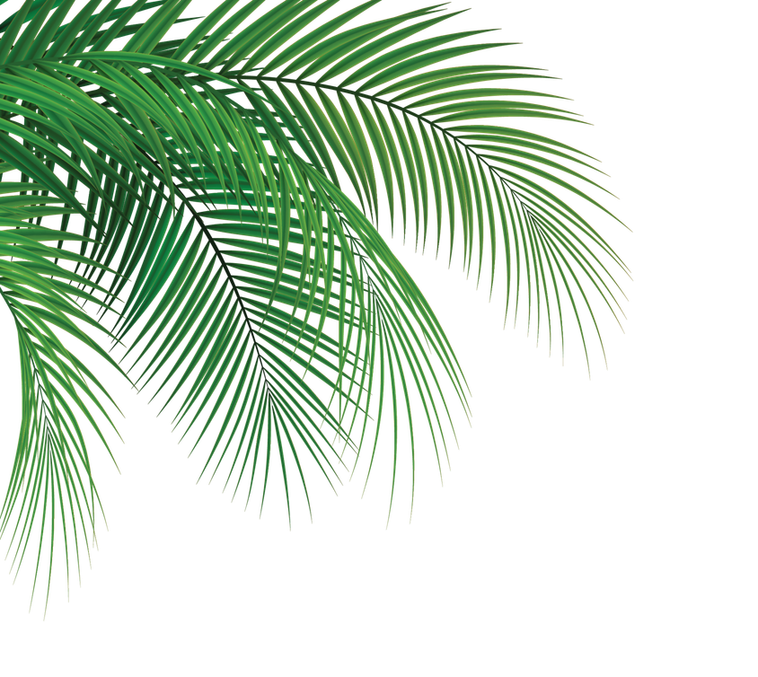 WEBNCCOCONUT2025-05