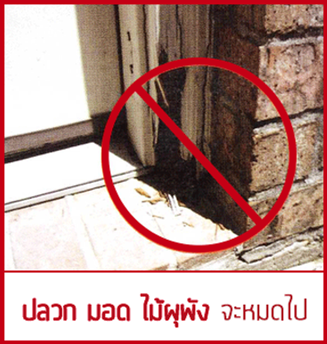 ปลวก-มอด-ไม้ผุพัง
