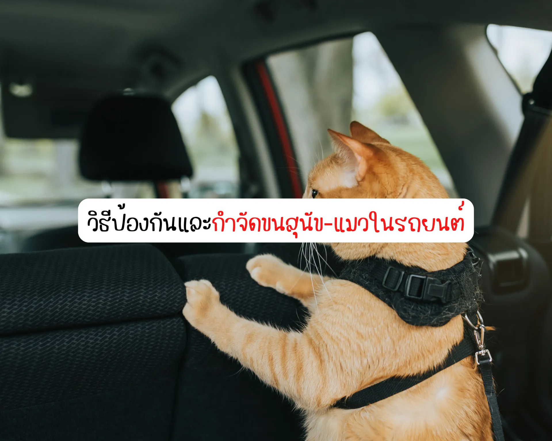 หน้าปกบนความ(78)