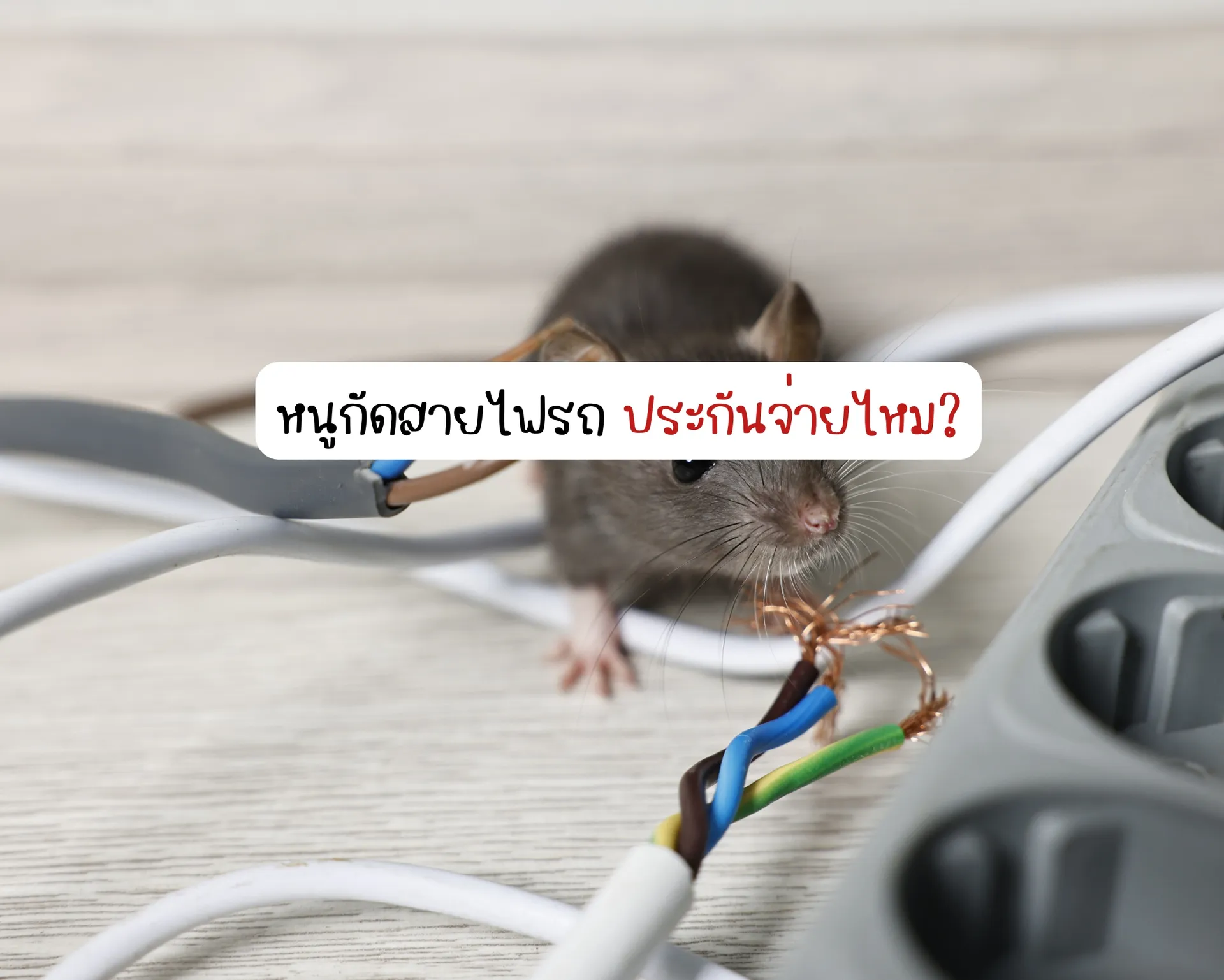 หน้าปกบนความ2(8)
