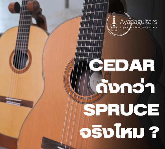 Cedarดังกว่าSpruceจริงไหม