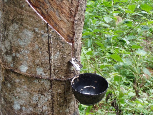 rubbertree