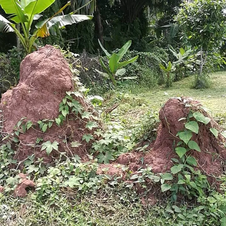 9038353684237