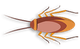 bug