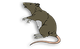 rat