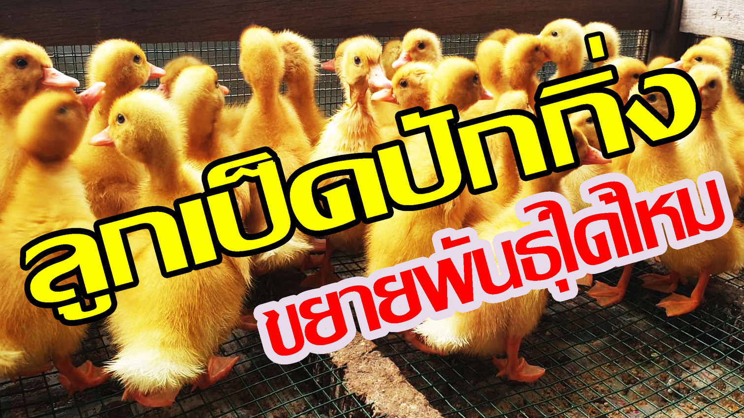 เเป็ฏหากสหว