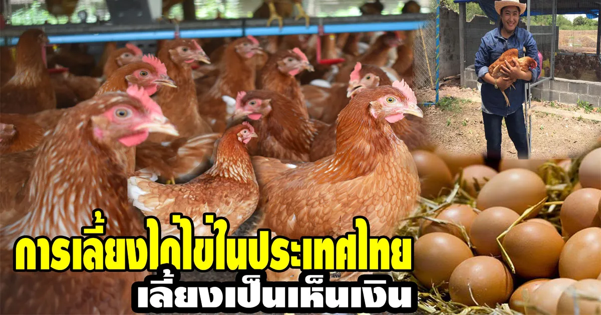 การเล ยงไก ไข ในประเทศไทย