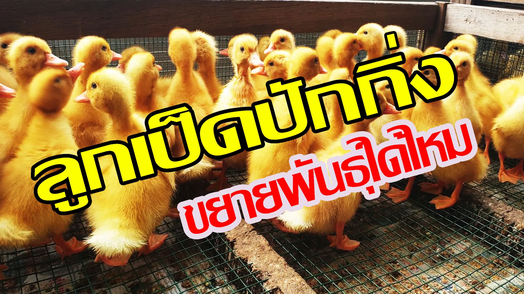 เเป็ฏหากสหว