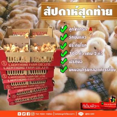 วเวดเงวดเ