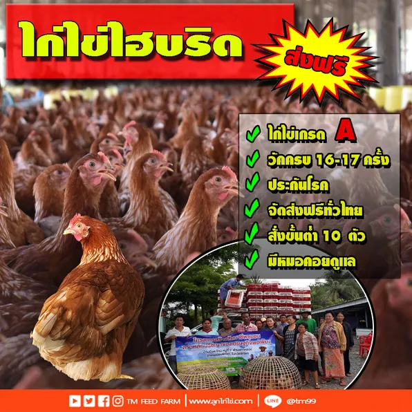 ขายลูกไก่ไข่ 21 บาท ไก่สาวพร้อมไข่ บริการจัดส่งทั่วประเทศโทร 0840908713  0840908714