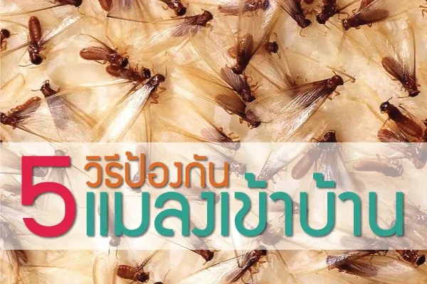 5 ว ธ ป องก นแมลงเข าส ต วบ าน