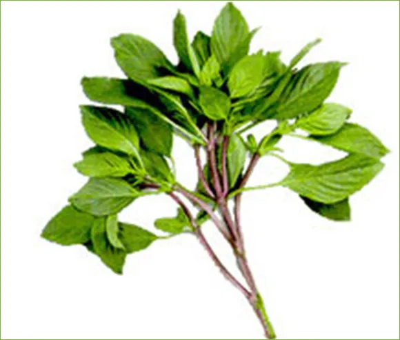 iTopPlus240746982008