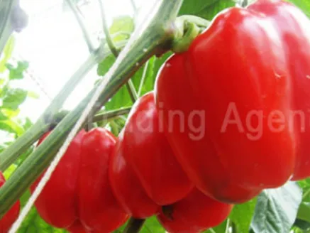 iTopPlus90663990808