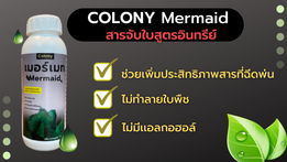 COLONY
