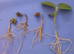 phytophthora1600px