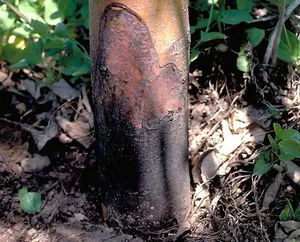 phyto