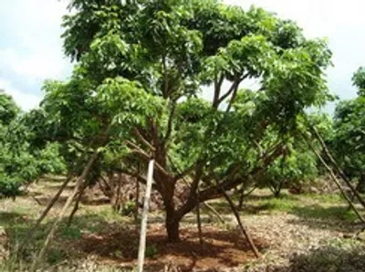 iTopPlus962048953492