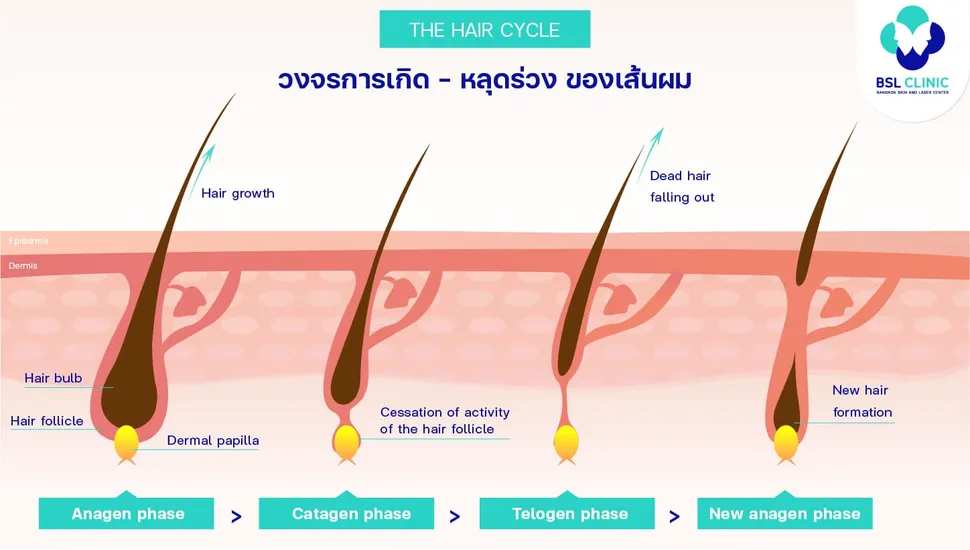 ผมร่วง ผมบาง ศีรษะล้าน - ศูนย์รักษาปัญหาผิวหนัง