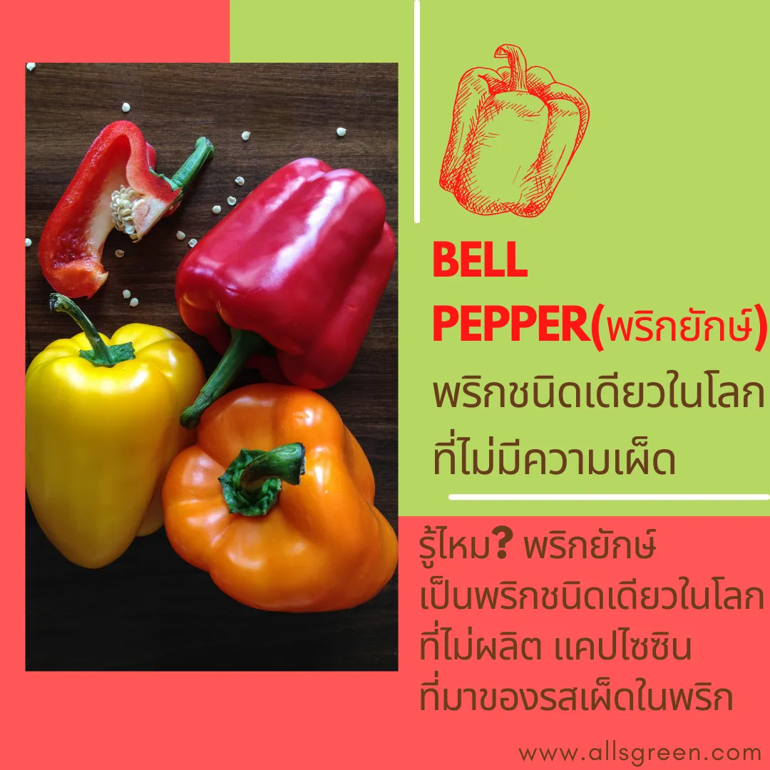 Yacon(บัวหิมะ)เย็นกรอบหอมอ่อนๆดีต่อร่างกาย(2)