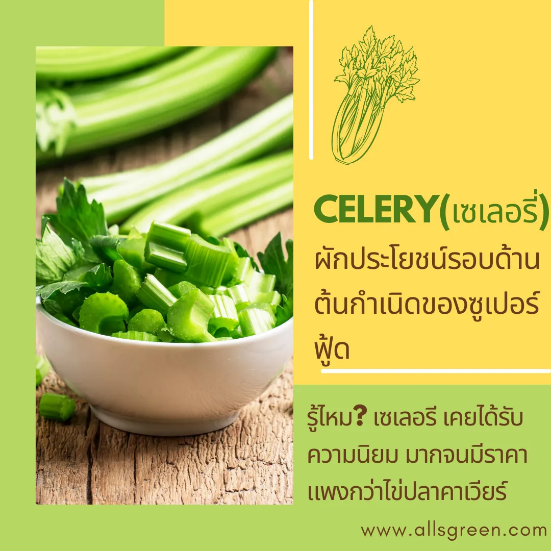 Yacon(บัวหิมะ)เย็นกรอบหอมอ่อนๆดีต่อร่างกาย