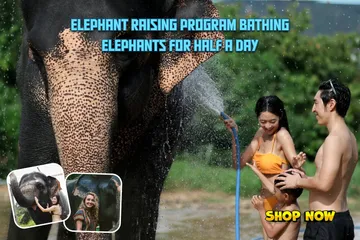 ElephantraisingprogramBathingelephantsforhalfaday