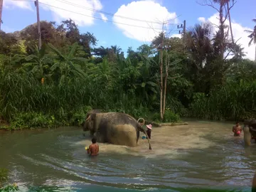 LINEALBUMElephantSanctuaryKrabiสปาช้าง๒๒๑๒๑๔10