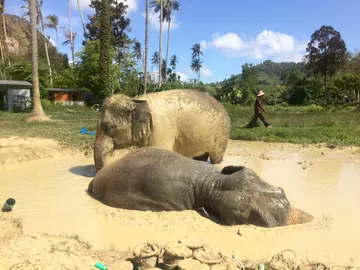 LINEALBUMElephantSanctuaryKrabiสปาช้าง๒๒๑๒๑๔24