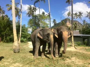LINEALBUMElephantSanctuaryKrabiสปาช้าง๒๒๑๒๑๔37
