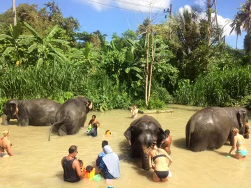 LINEALBUMElephantSanctuaryKrabiสปาช้าง๒๒๑๒๑๔3