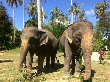 LINEALBUMElephantSanctuaryKrabiสปาช้าง๒๒๑๒๑๔40