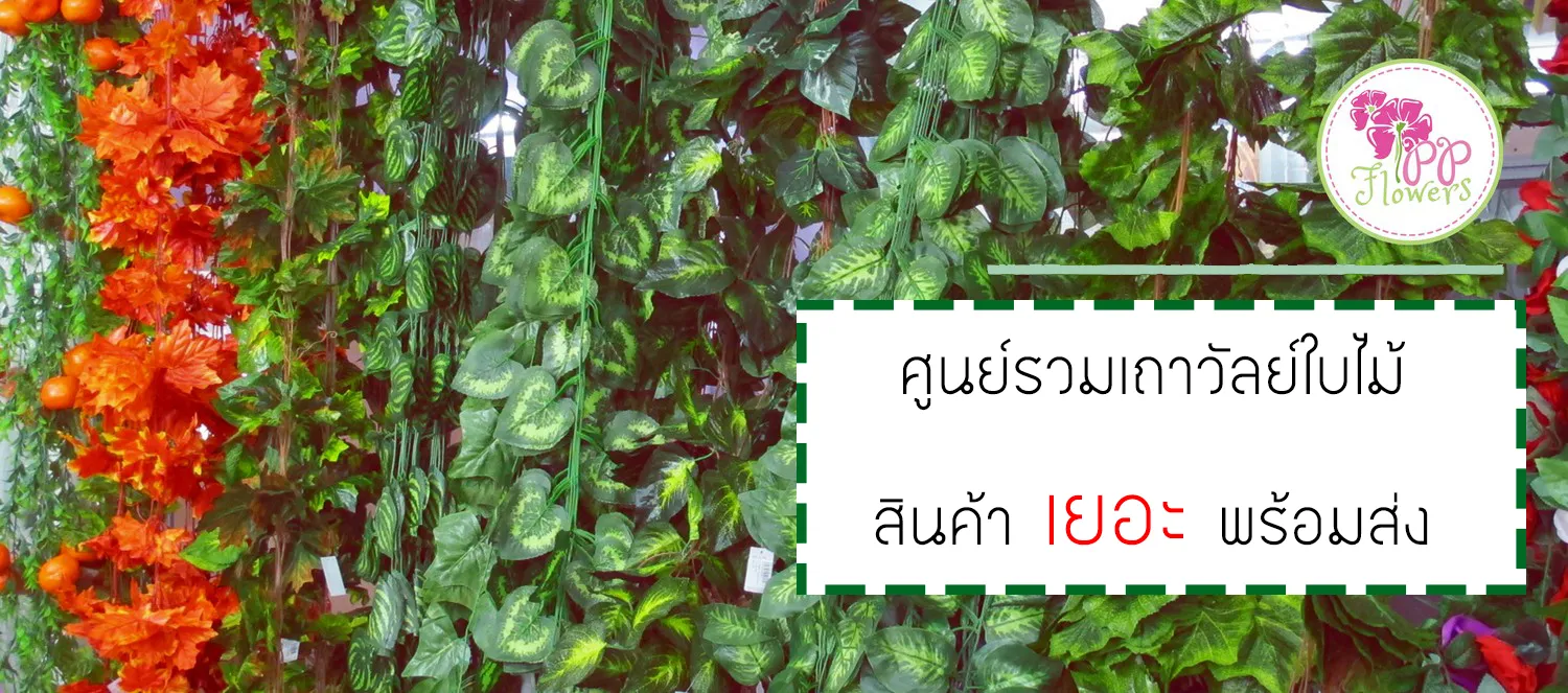 เถาวัลย์เยอะพร้อมส่ง