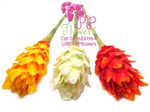 iTopPlus1007889097613