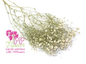 iTopPlus438209259439