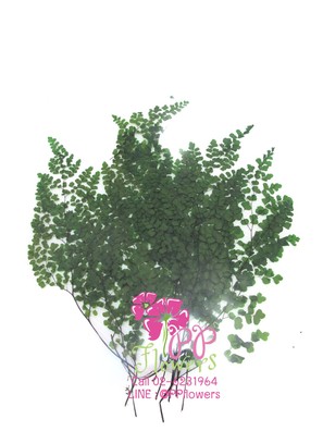 iTopPlus908382038087