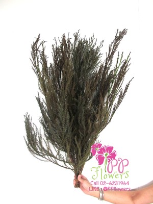 iTopPlus626631265152