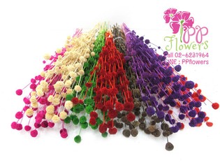 iTopPlus1023528870205