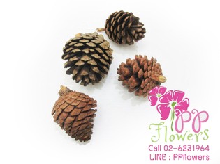 iTopPlus1122946489970