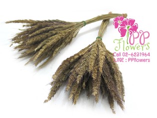 iTopPlus1198590545411